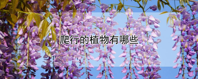 爬行的植物有哪些（爬行的植物有哪些名字）