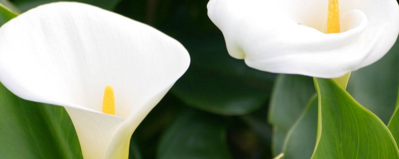 滴水观音与海芋的区别 滴水观音与海芋花的区别