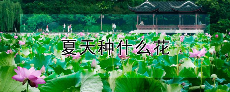 夏天种什么花 夏天种什么花种子能开花