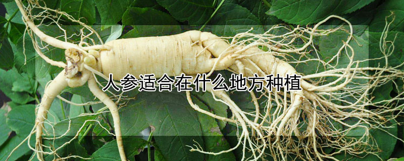 人参适合在什么地方种植（人参适合哪些地方种植）