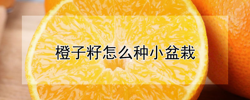 橙子籽怎么种小盆栽（怎么种植橙子籽）