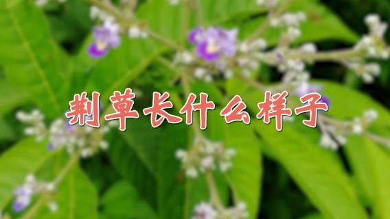 荆草长什么样子（荆草长什么样子图片大全）