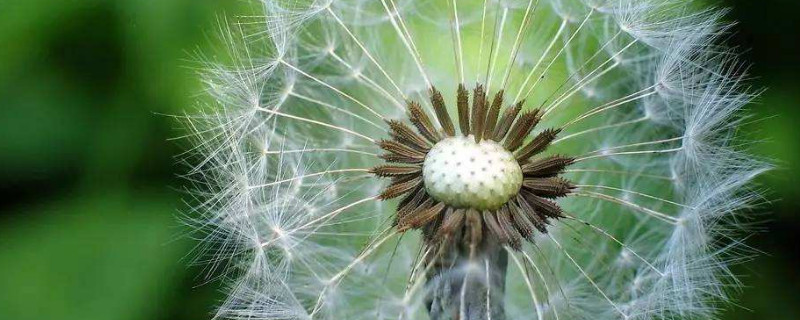 会飞的植物都有哪些 会飞的植物都有哪些名字