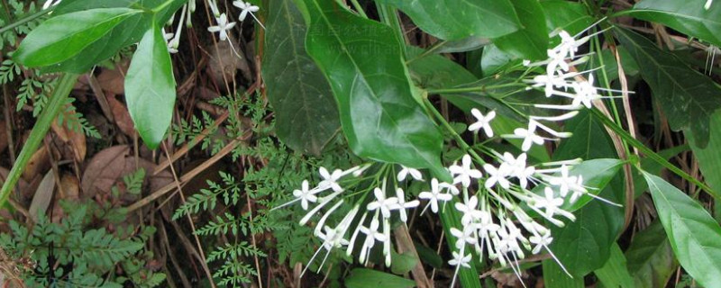 大叶满天星怎么修剪 满天星的修剪方法