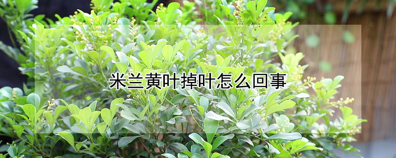 米兰黄叶掉叶怎么回事 米兰黄叶掉叶怎么回事图片