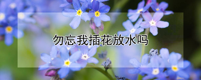 勿忘我插花放水吗 插勿忘我鲜花要放水吗