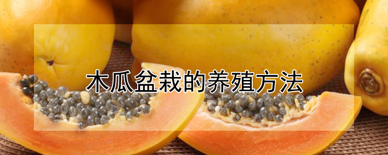 木瓜盆栽的养殖方法（木瓜盆栽的养殖方法和技术）