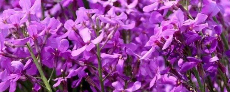 蓝香芥和二月兰的区别 蓝香芥和二月兰的区别