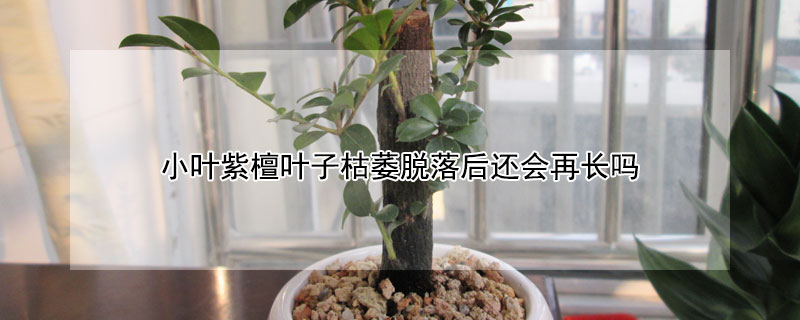 小叶紫檀叶子枯萎脱落后还会再长吗 小叶紫檀叶子枯萎脱落后还会再长吗视频