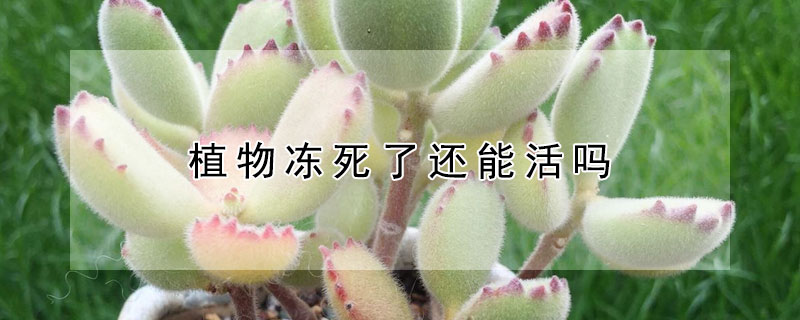 植物冻死了还能活吗（植物冻死了还能活吗视频）
