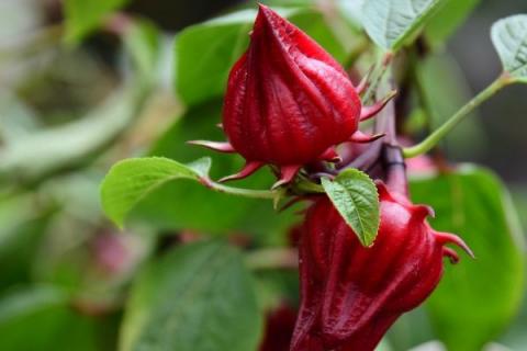 红桃k种植方法和时间