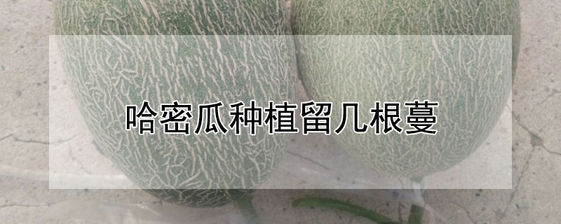 哈密瓜种植留几根蔓 哈密瓜种植留几根蔓条