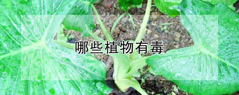 哪些植物有毒（哪些植物有毒不适合室内养）