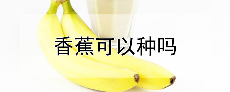 香蕉可以种吗（香蕉可以种吗?）