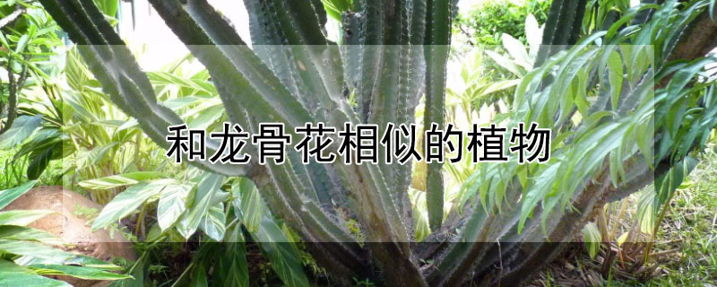 和龙骨花相似的植物（和龙骨花相似的植物是什么）