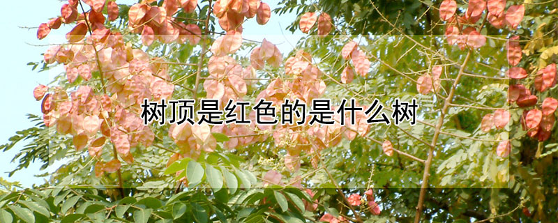 树顶是红色的是什么树 树顶是红色的是什么树