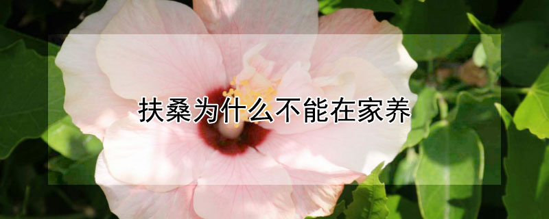 扶桑为什么不能在家养（扶桑不能在家养吗?）