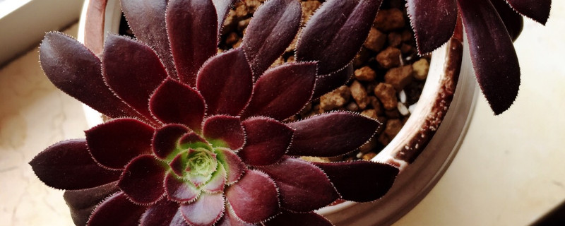 法师杆子软是什么原因 法师杆子软了还能救吗