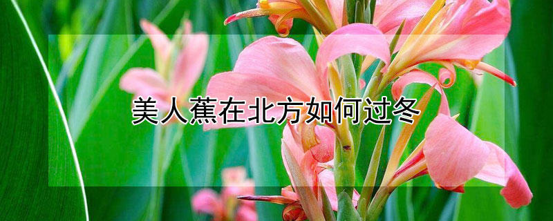 美人蕉在北方如何过冬（美人蕉怎样过冬天）