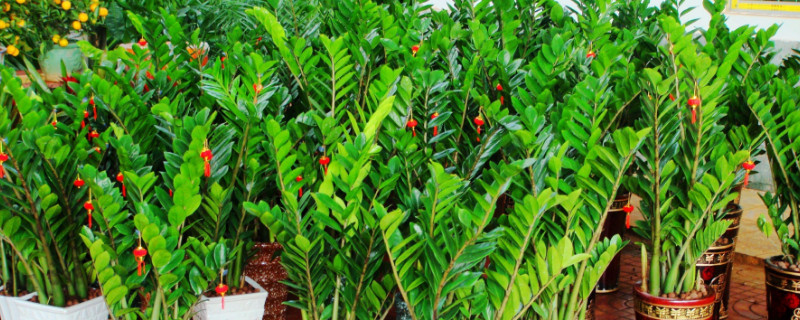 盆栽叶片发白怎么办（盆栽花叶发白怎么办）