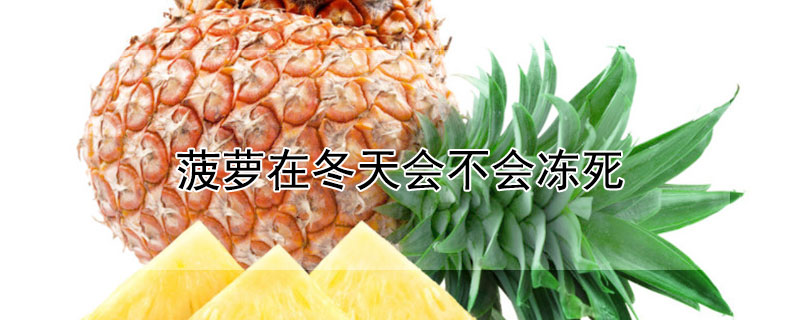 菠萝在冬天会不会冻死 菠萝蜜在冬天会死吗