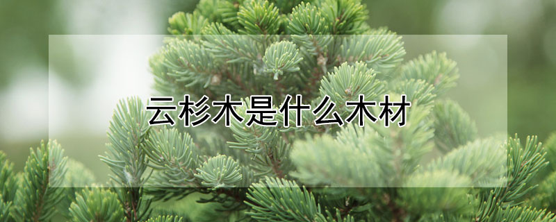 云杉木是什么木材 云杉木是什么木材图片