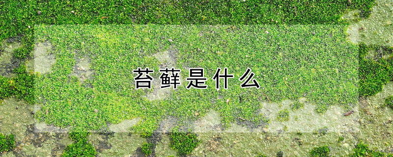 苔藓是什么 苔藓是什么植物类别