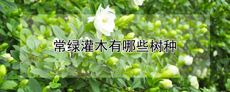 常绿灌木有哪些树种 常绿的灌木有哪些