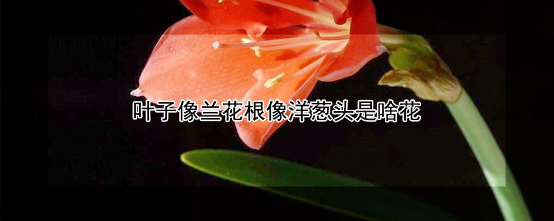 叶子像兰花根像洋葱头是啥花 根像洋葱头的是什么花