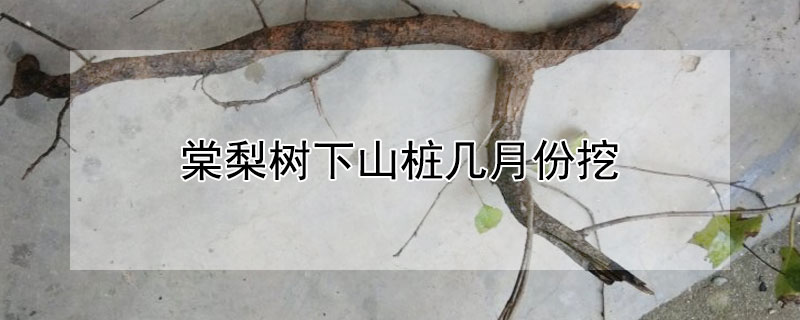 棠梨树下山桩几月份挖（棠梨树老桩）