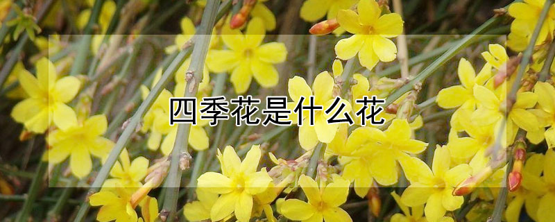 四季花是什么花 四季花是什么花图片