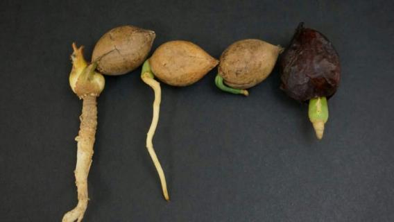 种子是什么意思 种地是什么意思