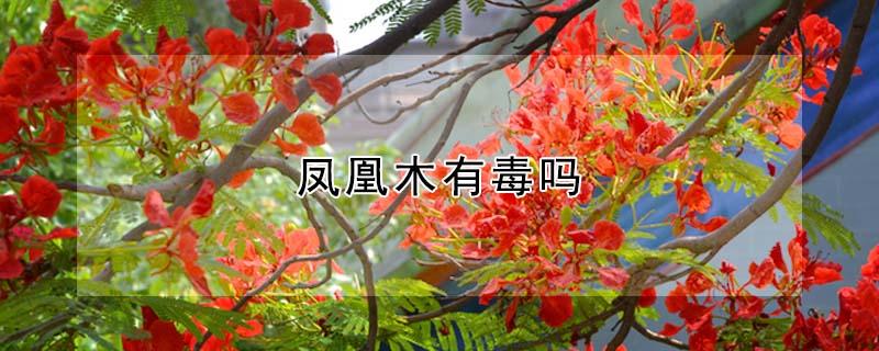凤凰木有毒吗（凤凰木有毒吗有毒吗）
