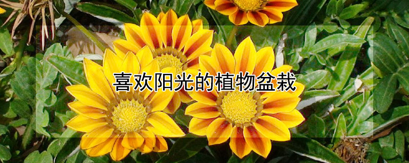 喜欢阳光的植物盆栽（喜欢阳光的植物盆栽有哪些）