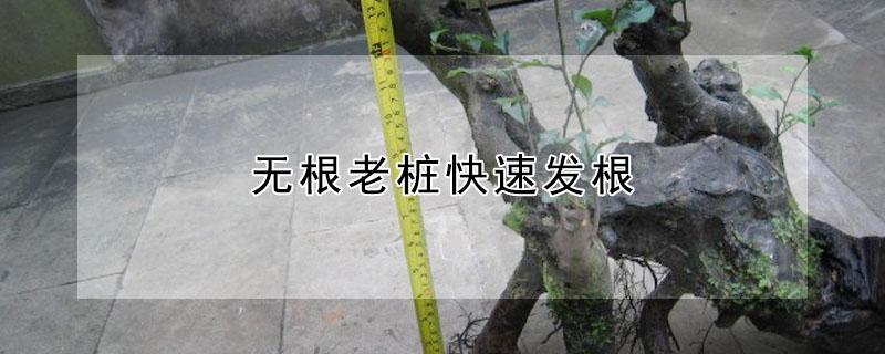 无根老桩快速发根 无根老桩快速发根