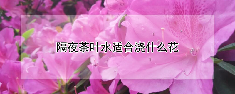 隔夜茶叶水适合浇什么花（隔夜的茶叶水可以用来浇花吗）