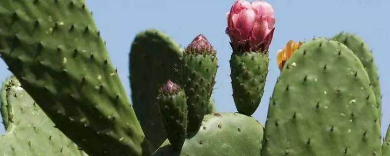 适合强阳光暴晒的植物（适合强阳光暴晒的植物图片）