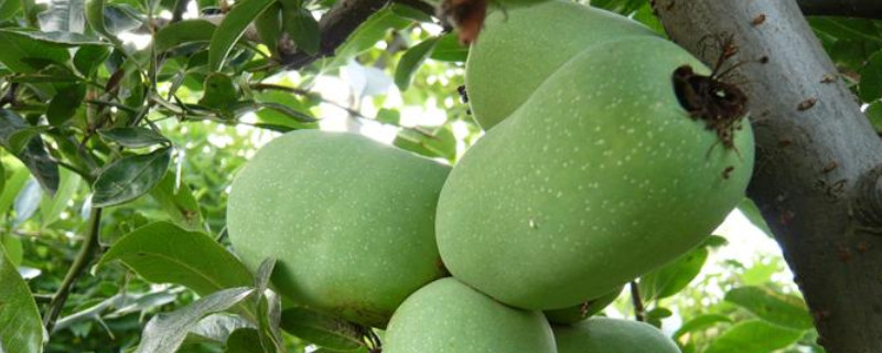 如何矮化木瓜树（如何矮化木瓜树盆栽）