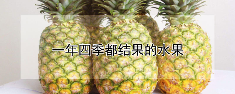 一年四季都结果的水果 一年四季都结果的水果品种