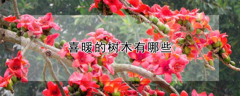 喜暖的树木有哪些 喜暖的树木有哪些品种