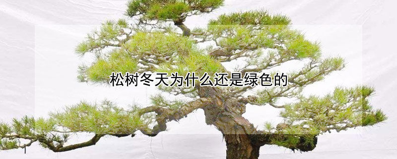 松树冬天为什么还是绿色的（松树为什么在冬天还是绿色的）