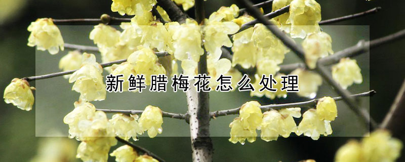 新鲜腊梅花怎么处理（新鲜腊梅花怎么处理最好）