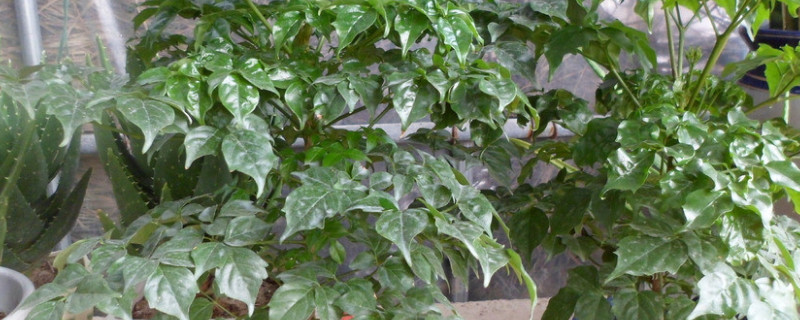 富贵树不发芽怎么处理（富贵树不发芽怎么处理好）