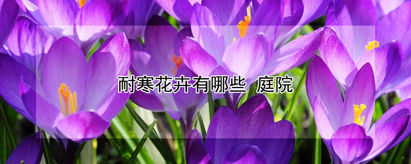 耐寒花卉有哪些 耐寒花卉有哪些品种