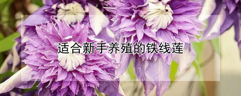 适合新手养殖的铁线莲（适合新手养殖的铁线莲品种）