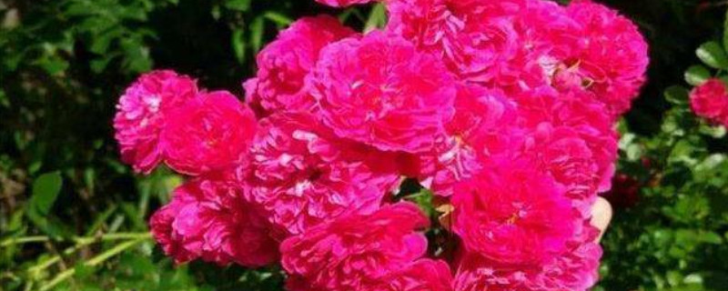 红木香怎么扦插（红木香扦插几年开花）