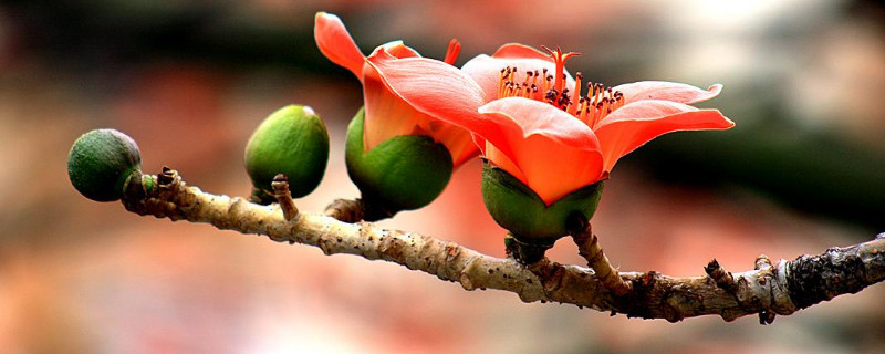 爱情树的名字 爱情树的名字和寓意