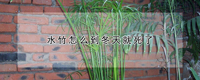 水竹怎么到冬天就死了 水竹冬天冻死了,什么时候才会重新发芽