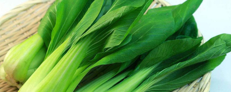 上海青适合几月种植 种植上海青的季节和最佳方法