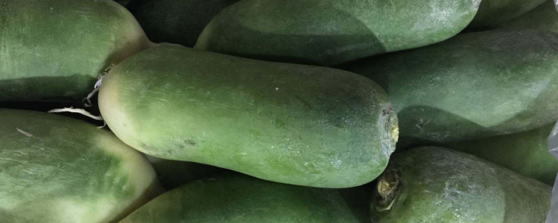 青萝卜徒长怎么了 青萝卜长叶子